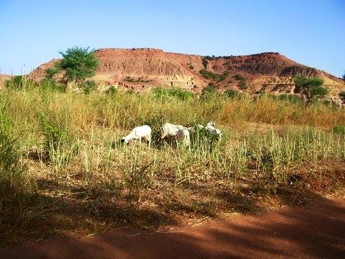 Matankari carrefour d’agriculteur, une activité principale pour un  développement durable au Niger 